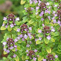 Pic: Creeping Thyme  - Thymus Pulgeioides