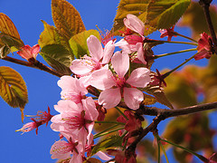 Cherry Blossom courtesy of Peregine Falcon at Creative Commons at Flickr.com