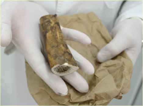 Part of a bone.