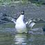 Hogganfield park (Image: Goosander c/o RSPB Images - Andy Hay)