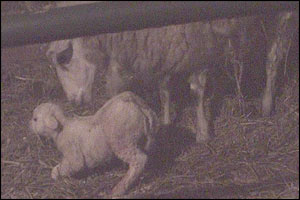 Ewe and her lamb