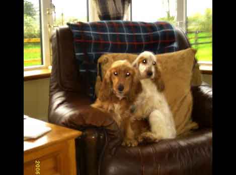 Dogs