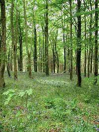 Portglenone Forest
