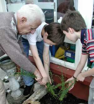 John Pattison helps Philip and Timothy pull their flax