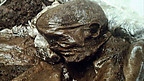 What Did the Celts Look Like?