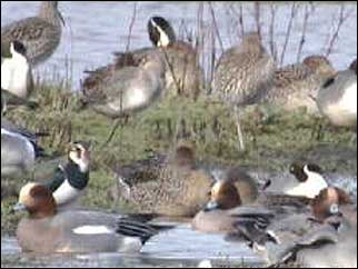 Birds in the  Exe
