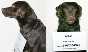 Dog Borstal