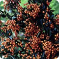 Autumn berries