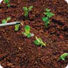 Water the seeds