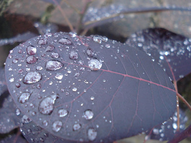 Leaf