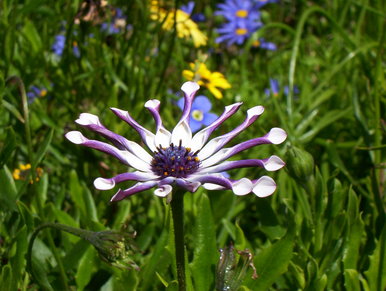 Summer flower