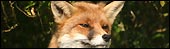 Fox at Secret World (Graham Bloomfield)