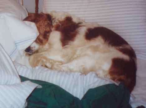 Ivor