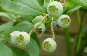 Image: Blueberries