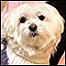 Cachorro herdeiro