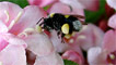 A bee collecting pollen on it's legs by Katie White