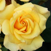Rosa 'You Are My Sunshine'