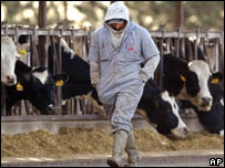 Vaca Louca