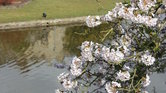 Blossom