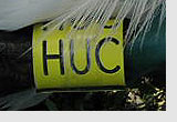 Huc's leg ring