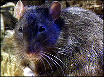 Rato