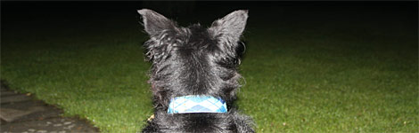 A watch dog