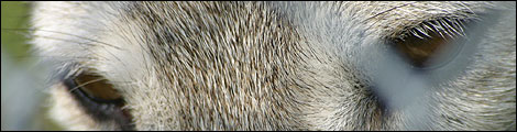 Wolf's eyes behind fence