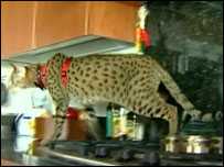 Gato Ashera