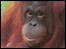 Wildlife
