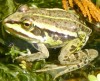 A pool frog. ©Julia Wycherley.