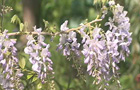 Wisteria