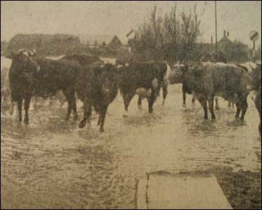 It was not only people who were caught up in the floods - here a group of cows stand stranded in the floodwater.