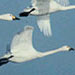 Migration