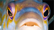 A cuckoo wrasse by Tim Moran 