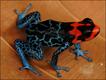 Ranitomeya benedicta - (foto: Evan Twomey)
