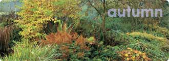 Autumn garden