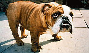 Modern day Bulldog © Passionate Productions