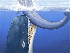 Baleia 'Leviathan'