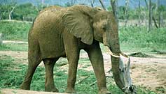 Elephant