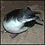 Manx Shearwater