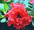 Rhododendron