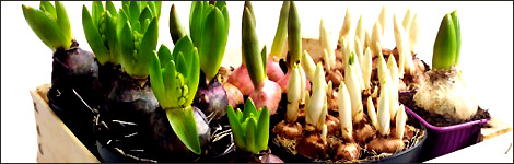 Bulbs