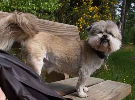 Fido