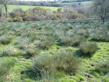 Marshy land around Treesmill
