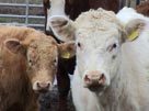 Tomorrow's beef