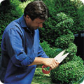 Tree pruning