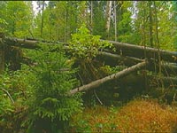 Natural forest