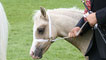 Day 4 - A mare and foal in the main ring