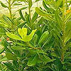 Pittosporum tobira