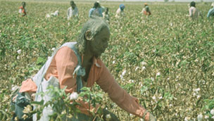 Woman picking cotton
